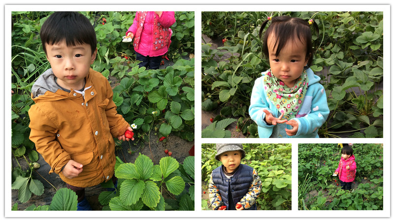 BBunion国际早教石家庄中心活动花絮:相约在春天,踏青采摘季 BBunion国际早教石家庄中心活动花絮:相约在春天,踏青采摘季